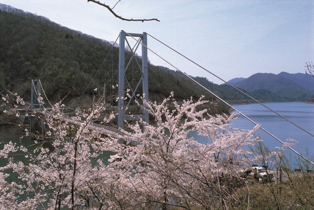 夢のかけ橋 桜