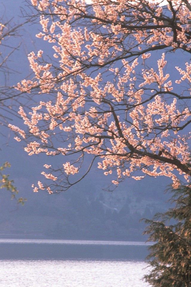 神子の山桜 写真ダウンロード 公式 福井県 観光 旅行サイト ふくいドットコム