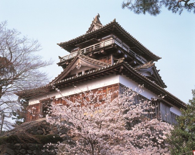 丸岡城 桜