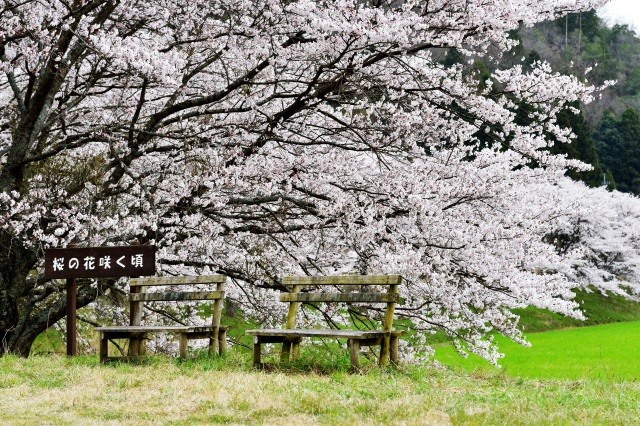 名田庄の桜並木　
