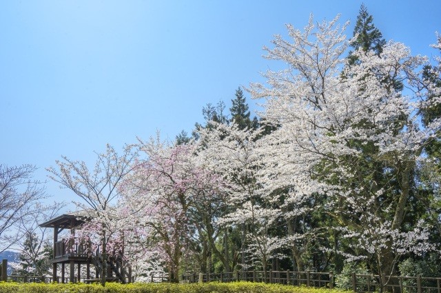 花筐公園　桜
