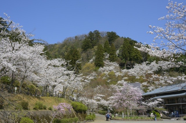 花筐公園　桜