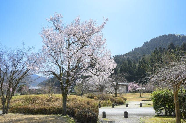 佐々木小次郎　小次郎公園　桜