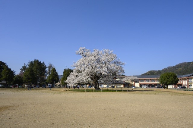 味真野小学校　桜