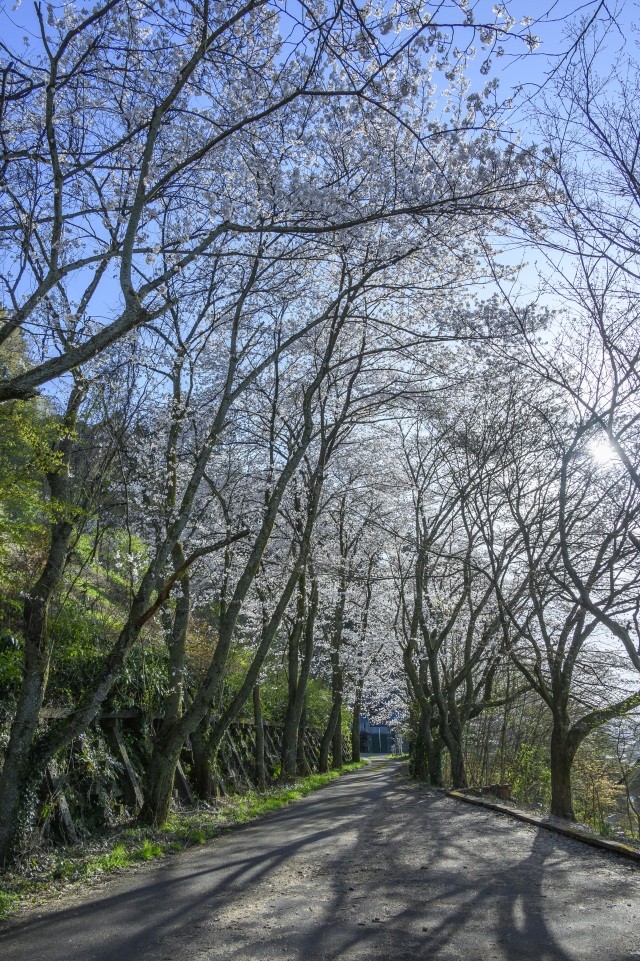 芦山公園　桜