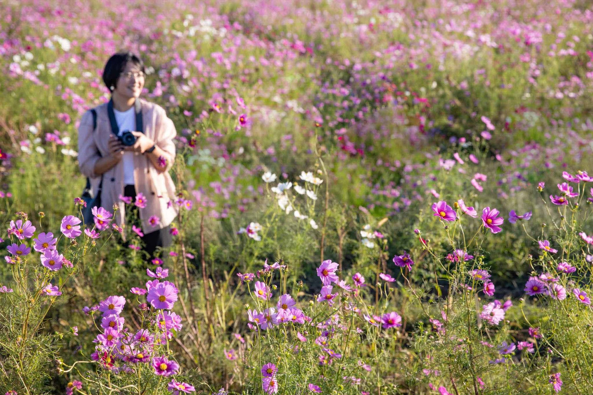 日本最大規模のコスモス畑を楽しむ秋のドライブ旅