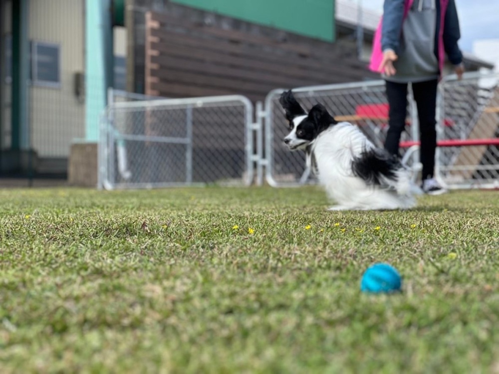 ふく旅ライターの記事も公開中！「【福井のペット旅】愛犬と行ける食事処やカフェをご紹介！」