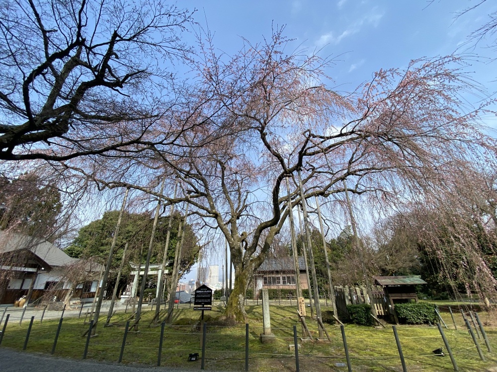 ふく旅ライターの記事も公開中！「「ふくチャリ」で行く！春の足羽山公園めぐり」