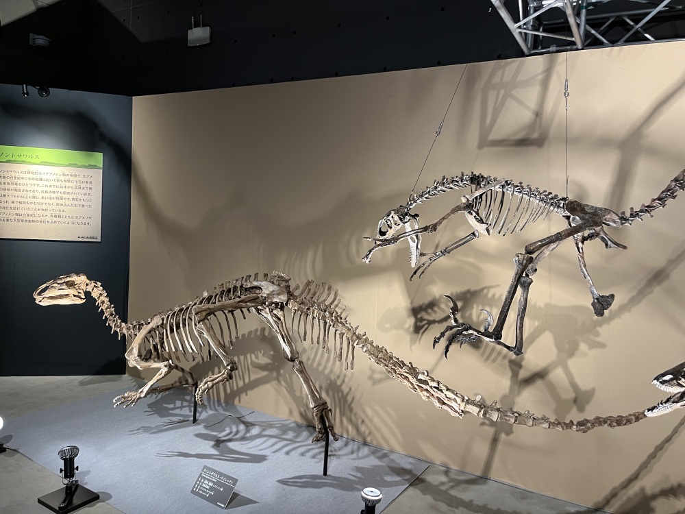 テノントサウルス（左）とディノニクス（右）