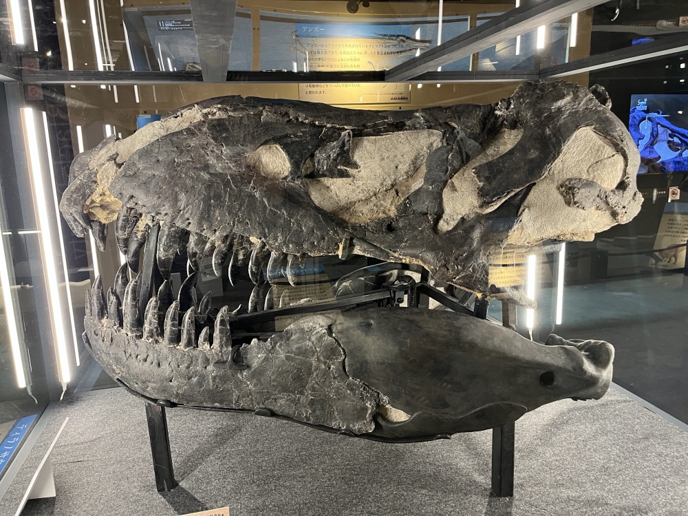 ティラノサウルスの頭骨通称「ブラックビューティー」