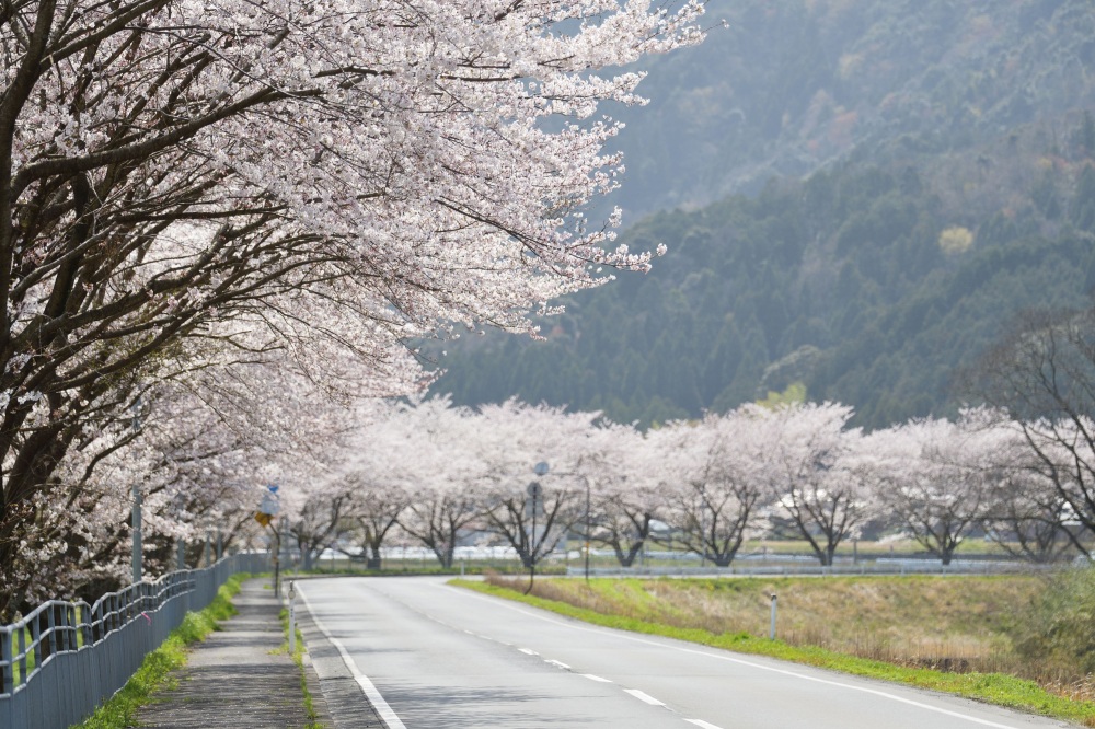 佐分利街道の桜並木