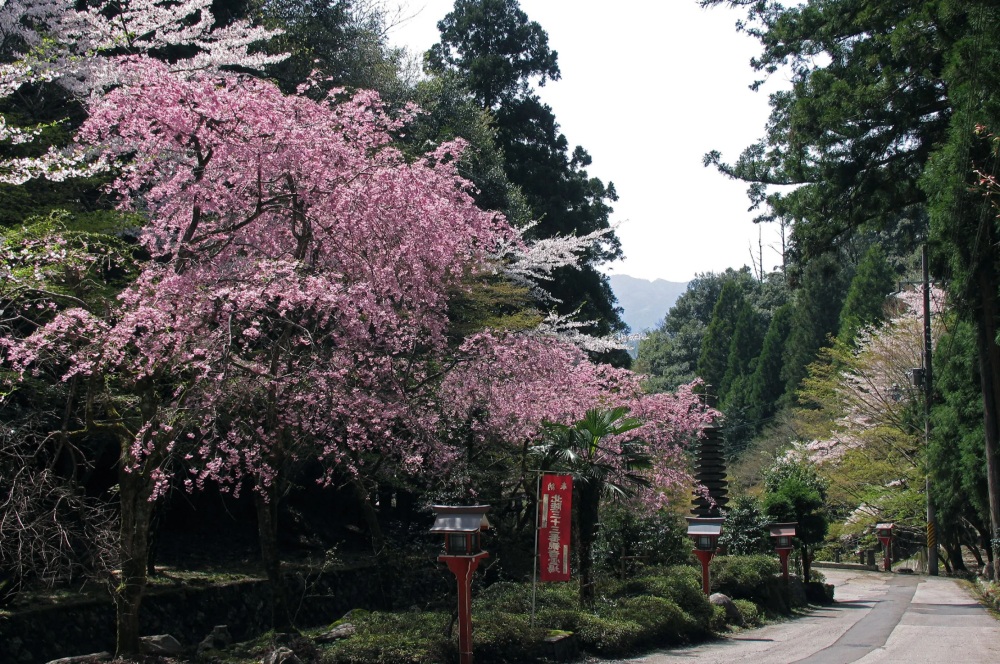 参道と桜