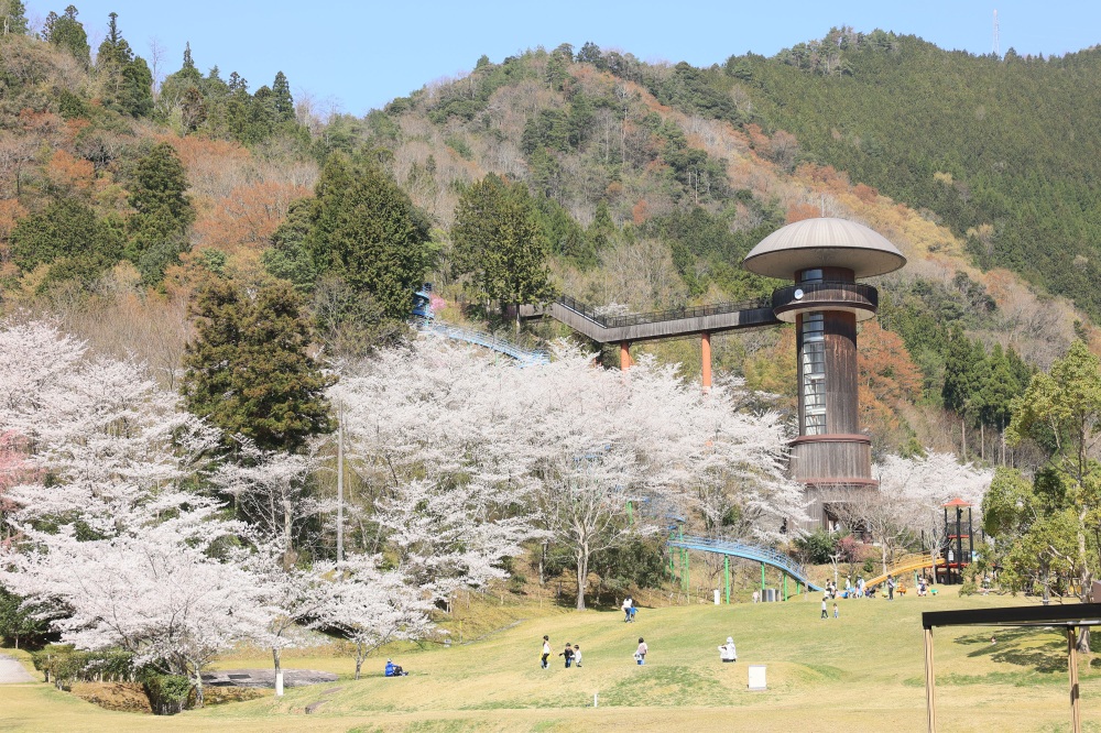 きのこの森