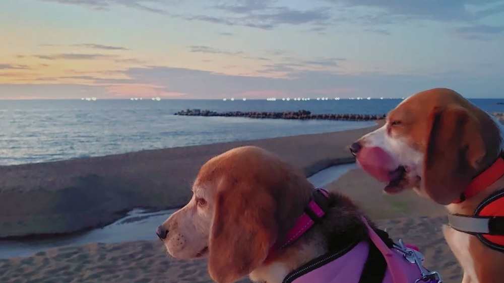 愛犬と一緒にあわら温泉旅!! ワンちゃんと泊まれる宿&立ち寄りOKのお店ガイド