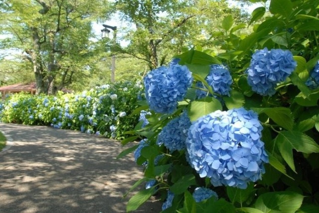 足羽山公園周辺の観光スポット①足羽山公園