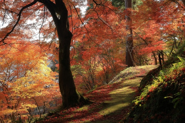 福井県の紅葉特集！