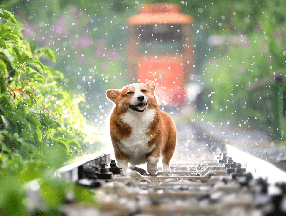 福井県でペットと泊まれる宿リスト～ペットと楽しむ福井県～