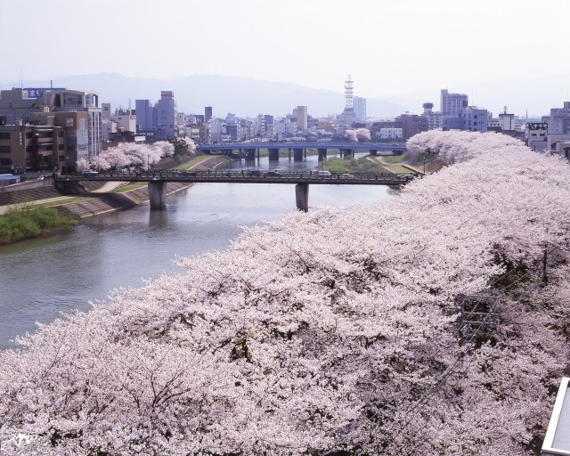 かける思い、サクラサク「ふくい桜マラソン2025」