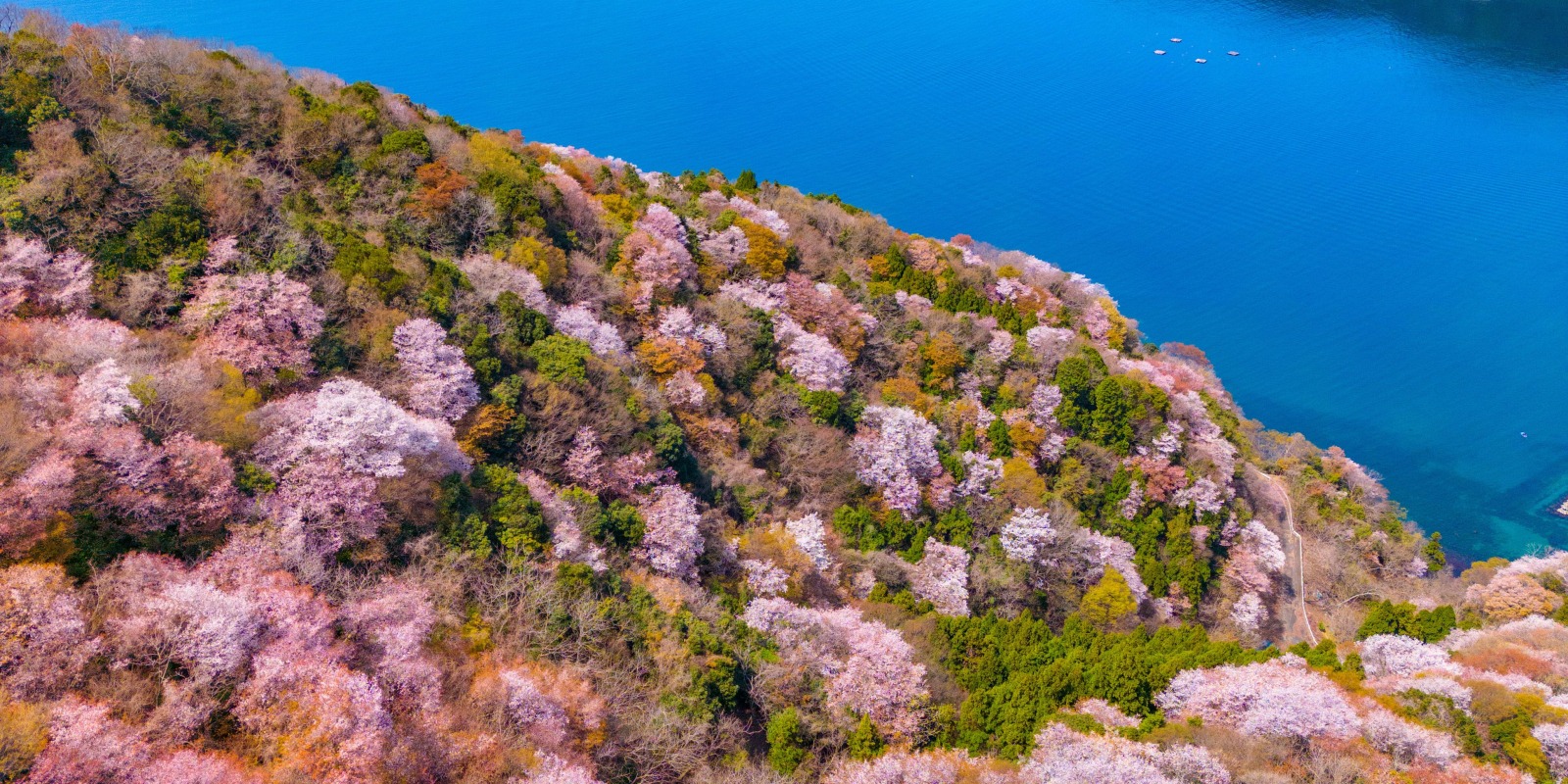 神子山櫻花與日本海的對比美景令人驚豔
