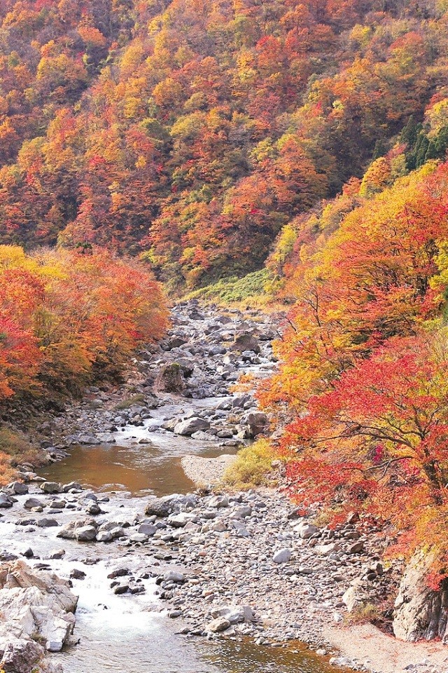 第４5回九頭竜紅葉まつり