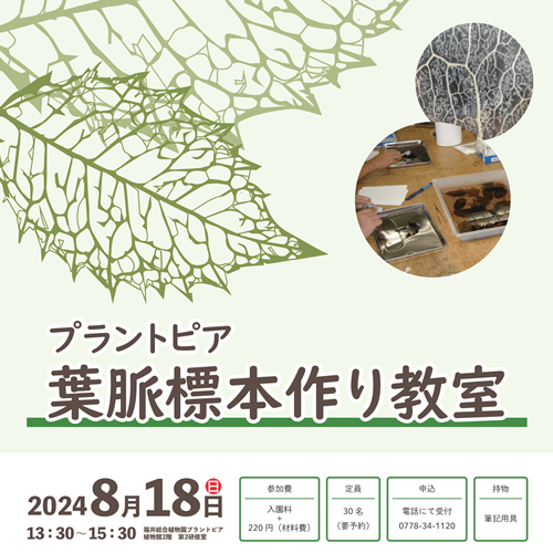 【福井総合植物園プラントピア】葉脈標本作り教室2024
