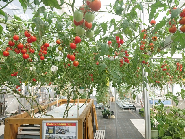 巨木トマト